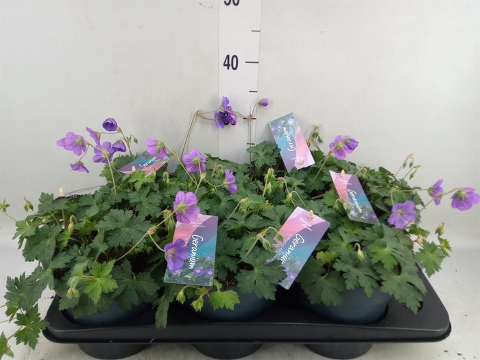 <h4>Geranium  'Bloom Me Away'</h4>