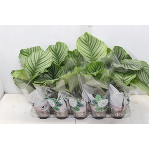 CALATHEA ORBIFOLIA P12