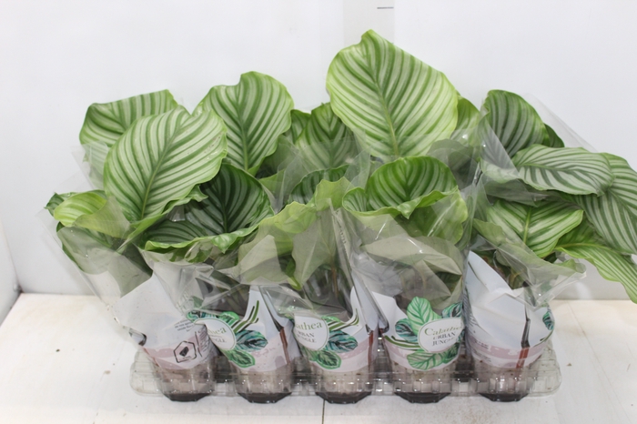 <h4>CALATHEA ORBIFOLIA P12</h4>