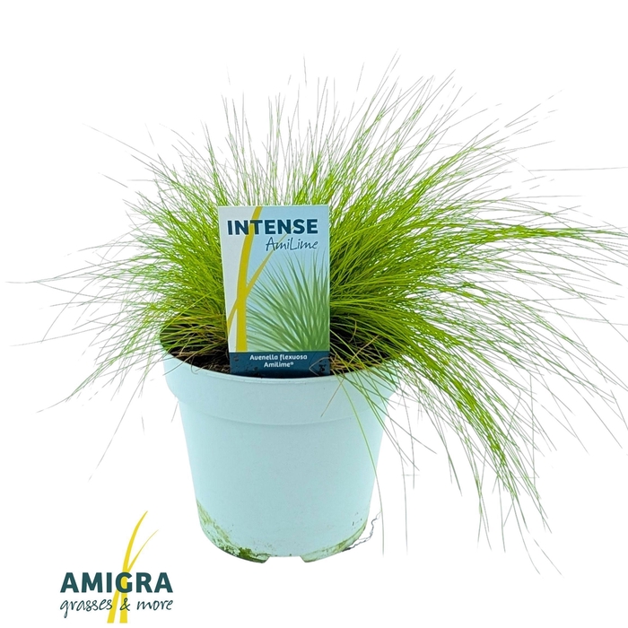 <h4>Deschampsia flexuosa AmiLime®</h4>