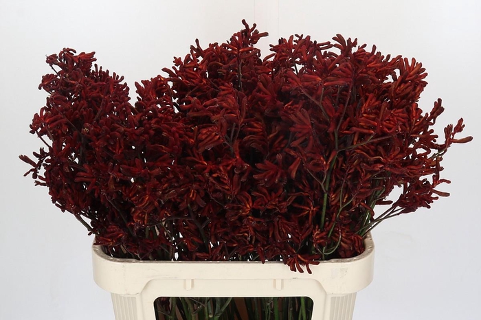 <h4>Kangaroo Paw Red Velvet</h4>
