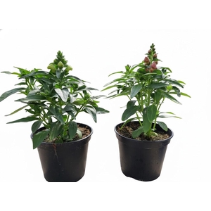 Antirrhinum majus overig