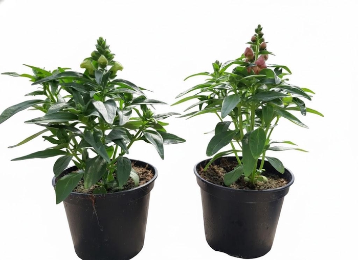 <h4>Antirrhinum majus overig</h4>