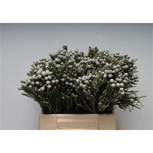 Kaaps Brunia Silver