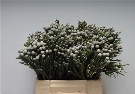 Kaaps Brunia Silver