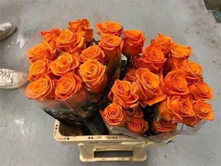 <h4>R Gr Honey Bunny</h4>