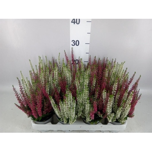 Calluna vulg. 'Beauty L'  ..mix 2/p