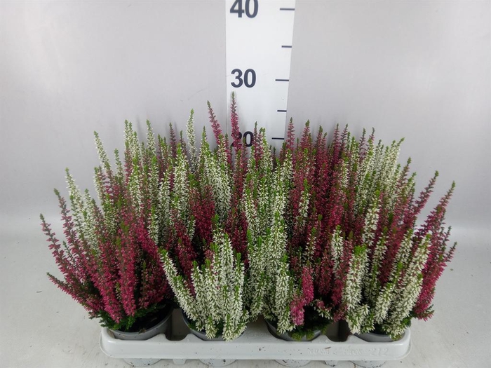 Calluna vulg. 'Beauty L'  ..mix 2/p