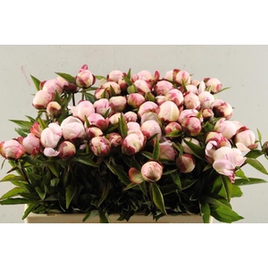 Paeo L Gardenia