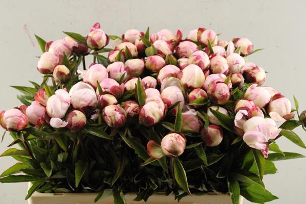 <h4>Paeo L Gardenia</h4>