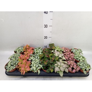 Fittonia   ...mix 7