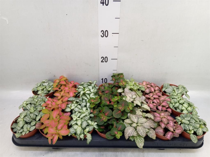 <h4>Fittonia   ...mix 7</h4>