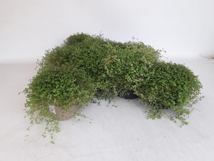 <h4>SOLEI SOL GROEN</h4>