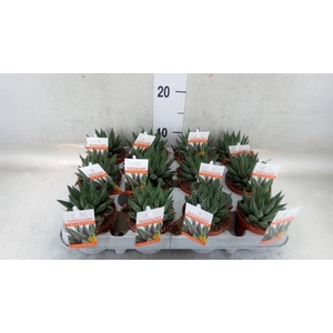 Haworthia   ...