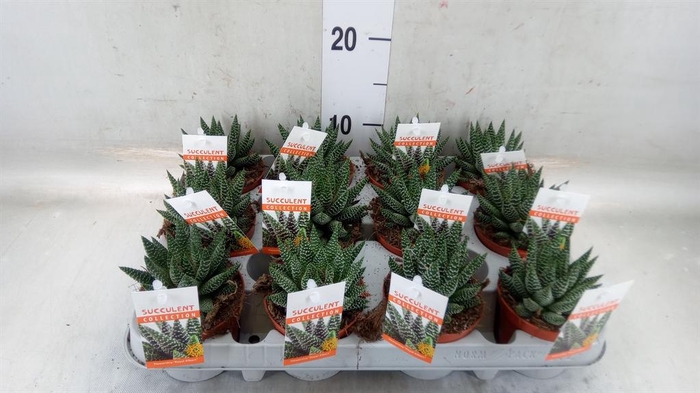 <h4>Haworthia   ...</h4>