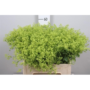 Alchem M Robustica