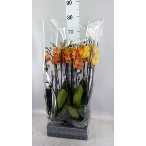 Phalaenopsis  'Ant Bologna'