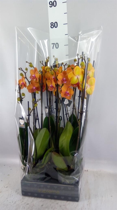<h4>Phalaenopsis  'Ant Bologna'</h4>