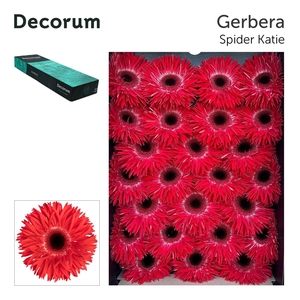 Gerbera Spider Katie Doos