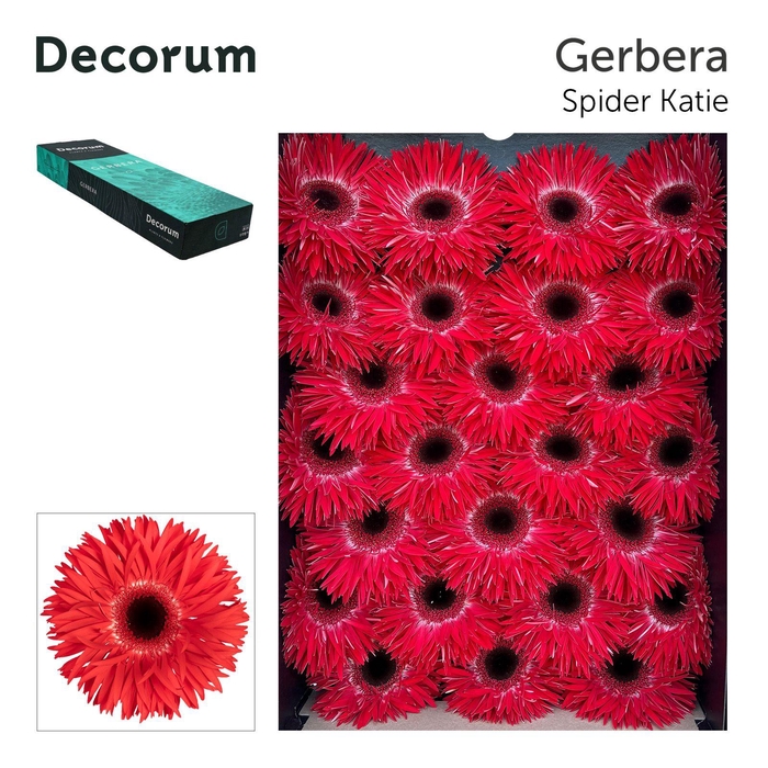 <h4>Gerbera Spider Katie Doos</h4>