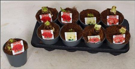 <h4>Hipp Ov 2 Branches</h4>