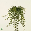 .Hedera helix shamrock