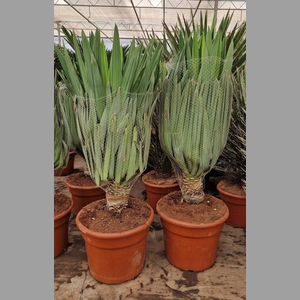 YUCCA GLORIOSA