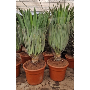 YUCCA GLORIOSA