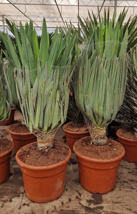 <h4>YUCCA GLORIOSA</h4>