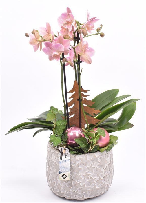 <h4>Cement pot ster 18cm</h4>