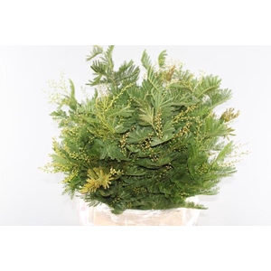 Acacia (mimosa) Per Bos Geel