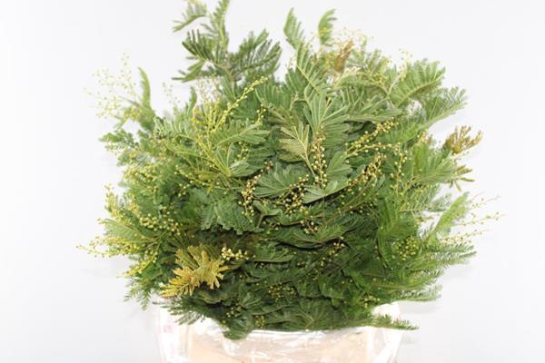 <h4>Acacia (mimosa) Per Bos Geel</h4>