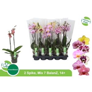 PHAL GEM 7 KL