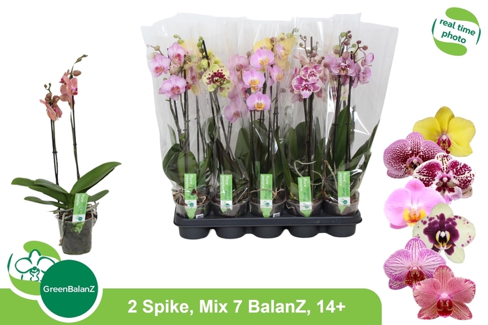 <h4>PHAL GEM 7 KL</h4>