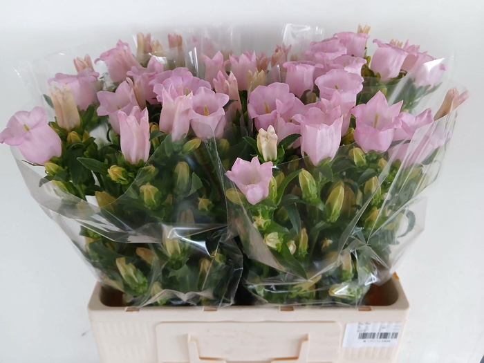 <h4>CAMP M PEARL PINK</h4>