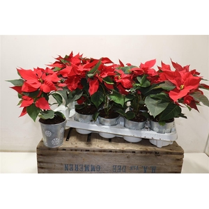 arr8 Euphor P Mars In Zinken Pot