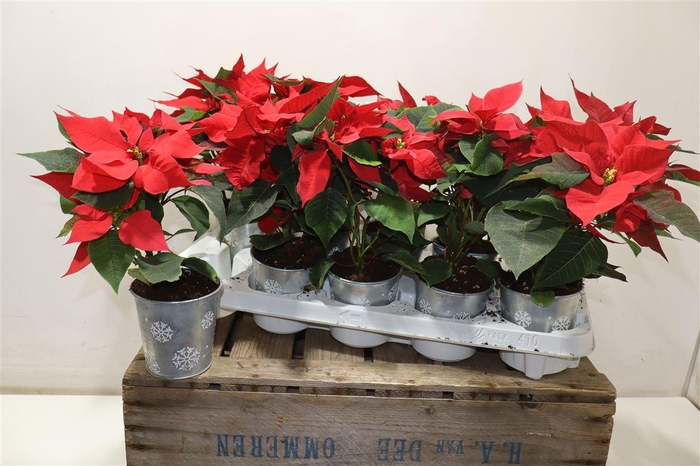 <h4>arr8 Euphor P Mars In Zinken Pot</h4>