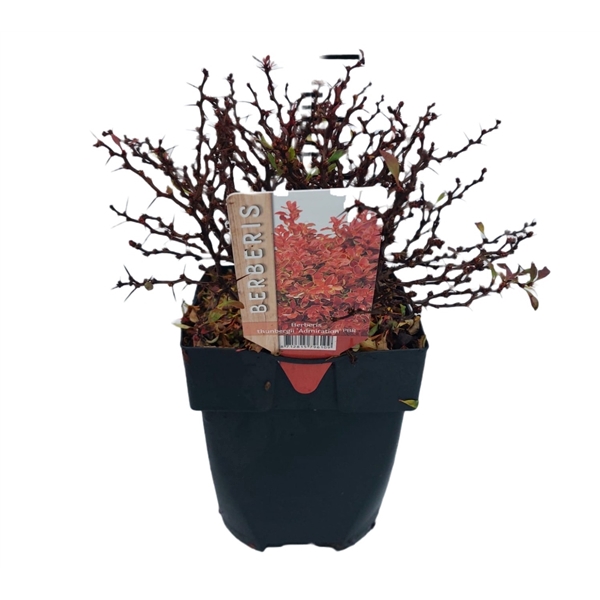 <h4>Berberis thunbergii 'Admiration'® P17</h4>