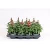 Antirrhinum majus overig