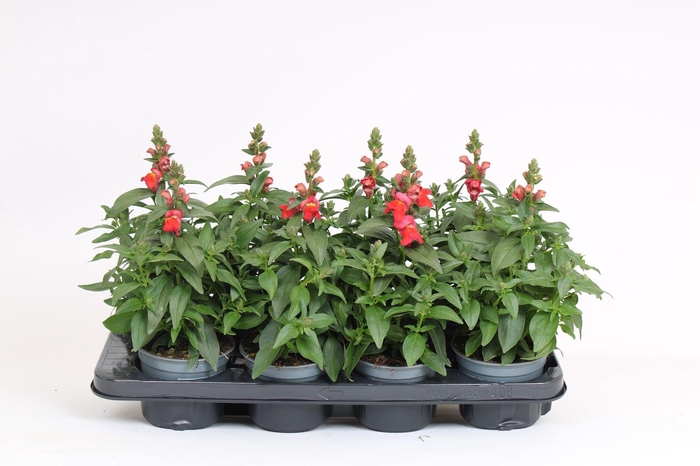 Antirrhinum majus overig