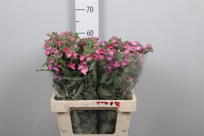 <h4>Oxy Co Pink Harmony</h4>