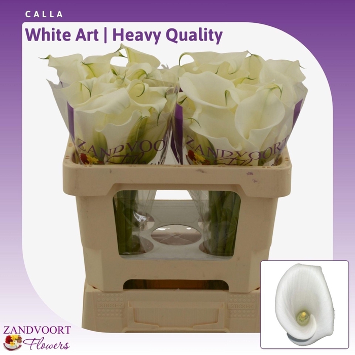 <h4>Calla White Art | Heavy Quality</h4>