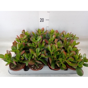 Crassula ovata 'Sunset'