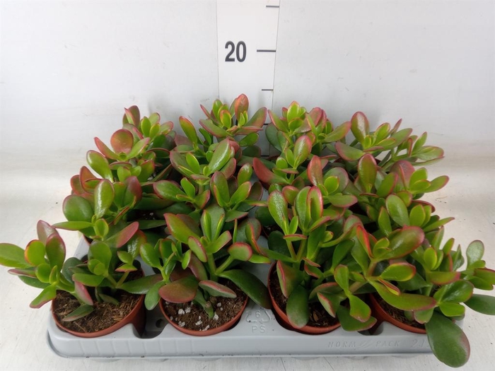 <h4>Crassula ovata 'Sunset'</h4>