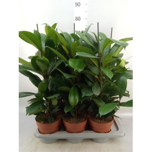 Ficus cyathistipula