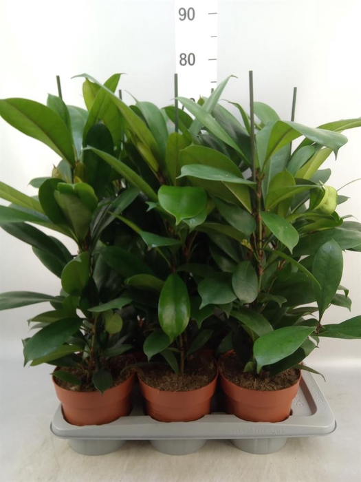 <h4>Ficus cyathistipula</h4>