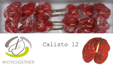 <h4>ANTH A CALISTO 12</h4>