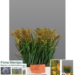 Crocosmia George Davison Mientjes