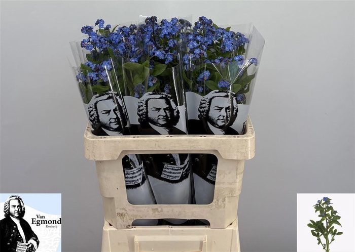 <h4>Myosotis Al Blue Memory</h4>