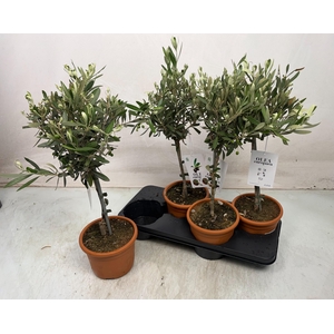 OLEA EUROPAEA